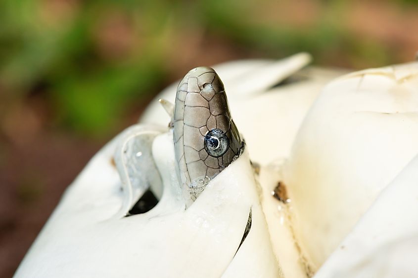 A black mamba (Dendroaspis polylepis) hatching from the egg (Credit: Craig Cordier via Shutterstock)