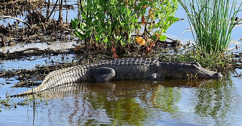 american alligator lying in the shallows in the marsh at anahuac national wildlife refuge near high island, on the gulf coast of texas