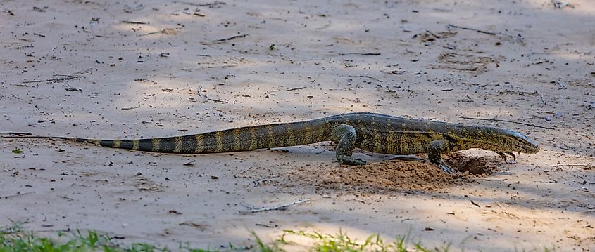 A nile monitor walking through mud.