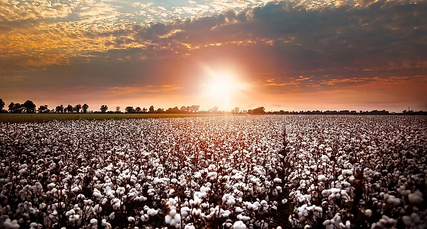 Rows of cotton stretch as far as the eye can see under a Southeast Missouri sunset.