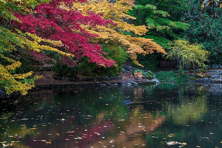 Lithia Park in Ashland, Oregon, displays vibrant green, red, and yellow leaves in the autumn