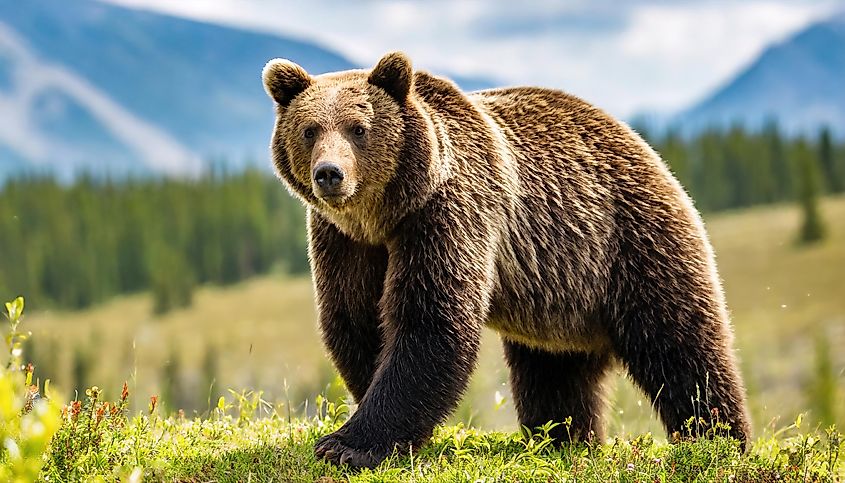 Grizzly bear (Ursus arctos horribilis) walking in a grassy meadow, with a blurred mountainous and sky background, isolated on a white background, looking directly at the camera.