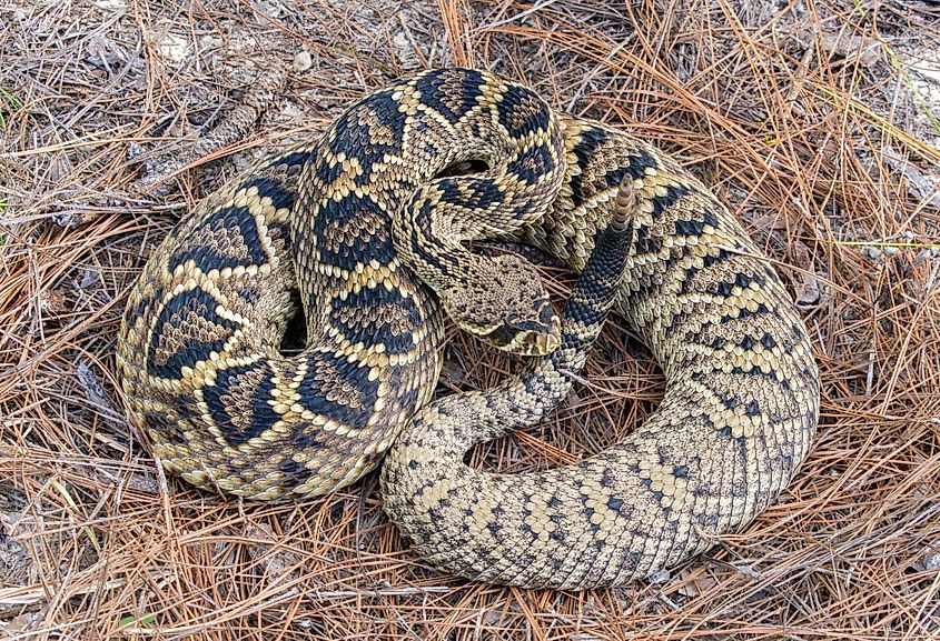 Large wild Eastern Diamondback rattlesnake 