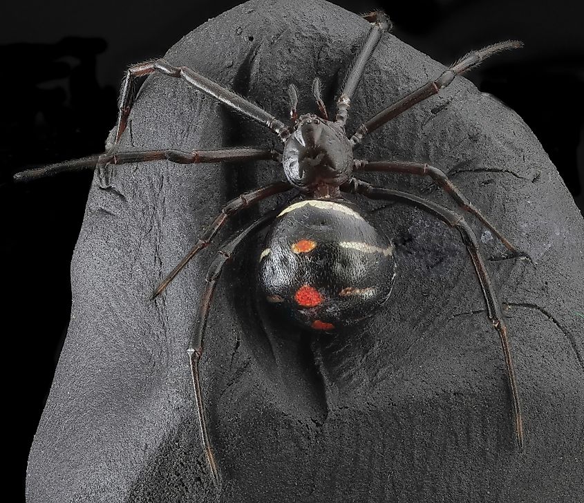 Northern black widow.