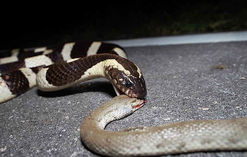 Banded krait, Bungarus fasciatus, eating a snake