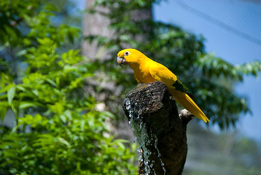 Golden parakeet