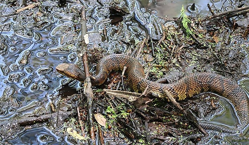 A Large Water Moccasin Snake Glides along Muddy Surface; Harleyville, South Carolina.