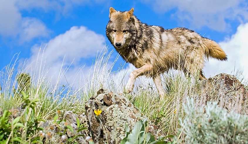 Wolf on a ridge in Montana.