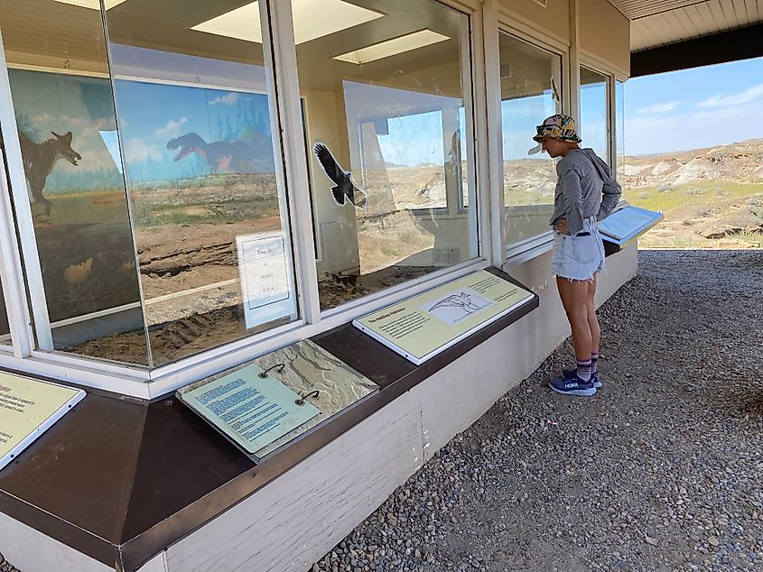 A female hiker observes a Hadrosaur fossil exhibit in the middle of a badlands trail. 