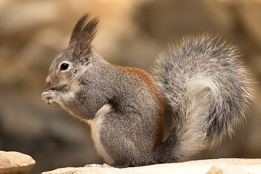 Abert's squirrel, Sciurus aberti, in Arizona, USA.