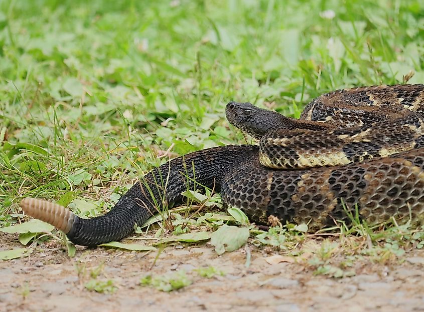 View of the rattler of a timber rattlesnake.