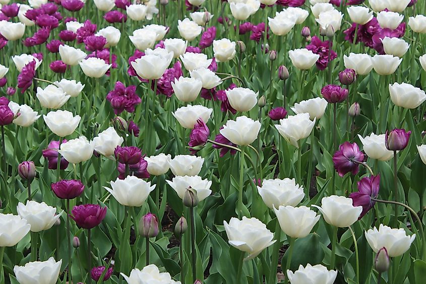 White and purple tulips growing in Pella, Iowa