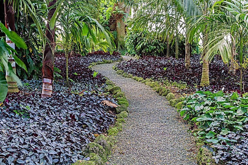 Gravel pathway through the lush jungle setting of Wahiawa Botanical Gardens on Oahu, Hawaii.