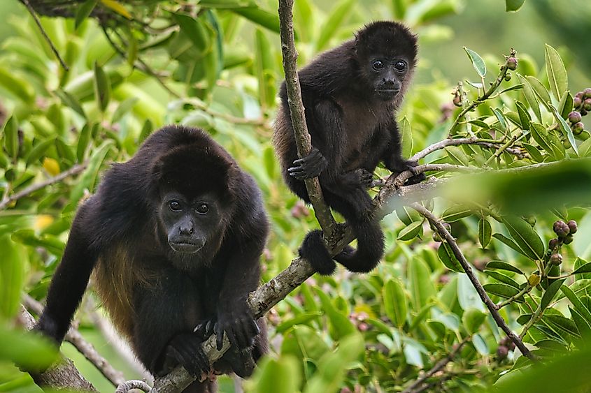 mANTLE HOWLER MONKEY CORCOVADO 