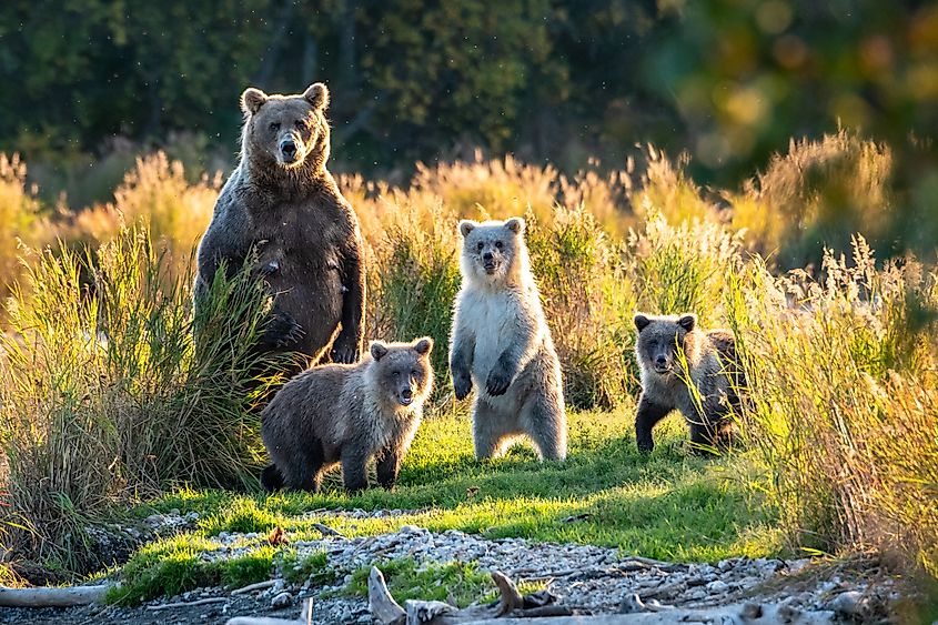 Katmai National Park, Alaska