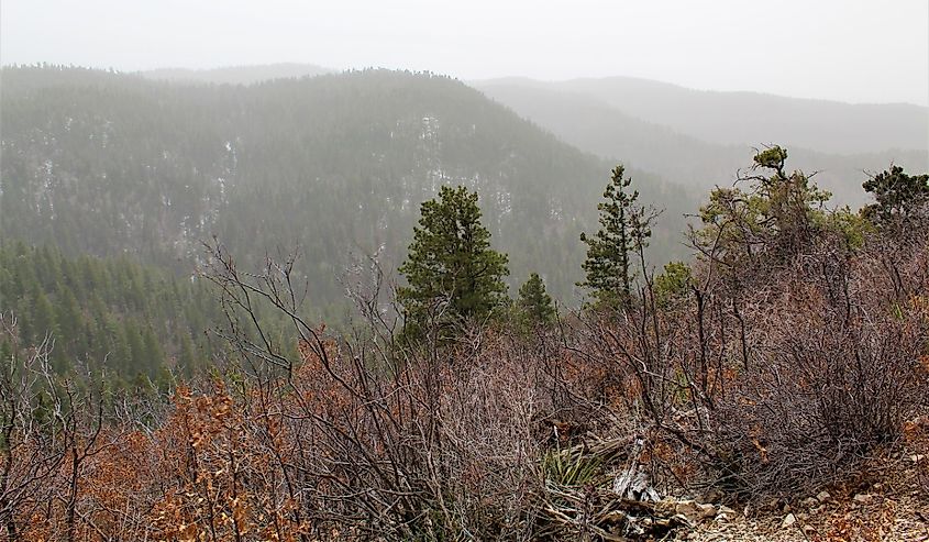 Lincoln National Forest in New Mexico.