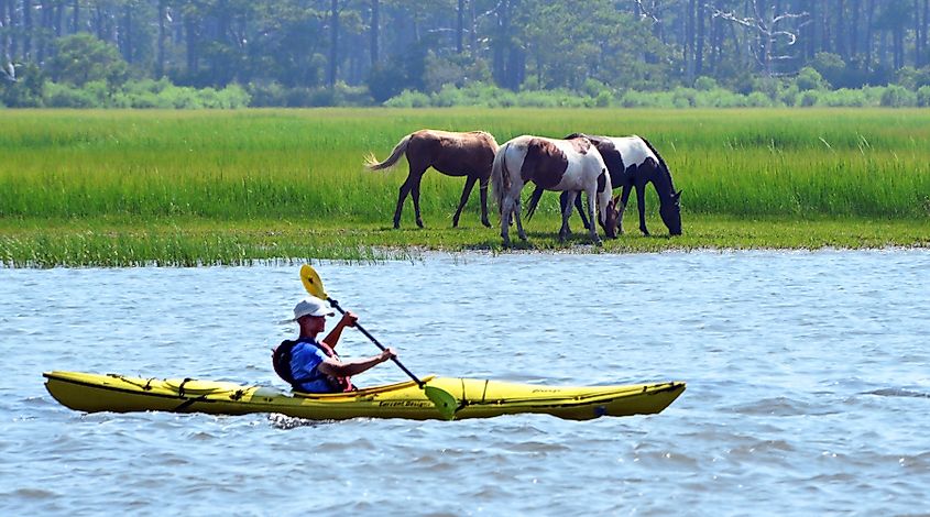 A man kayaking in front of Chincoteague ponies.