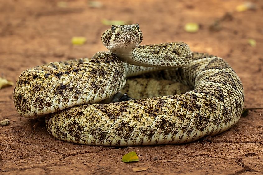 Western diamondback rattlesnake looking into the camera.