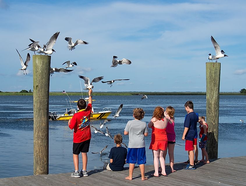 A group of children feed the birds on the Apalachicola River dock