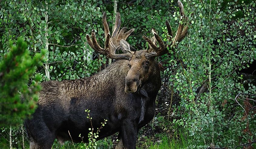 Large bull moose in a green aspen forest in the early morning soft autumn light in the State Forest, State Park, Colorado.