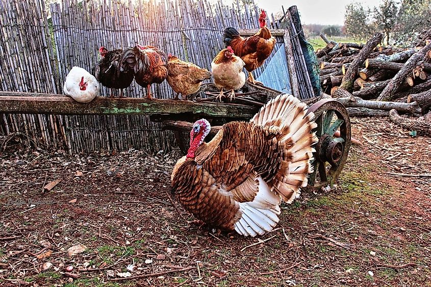 A turkey on a chicken farm. 