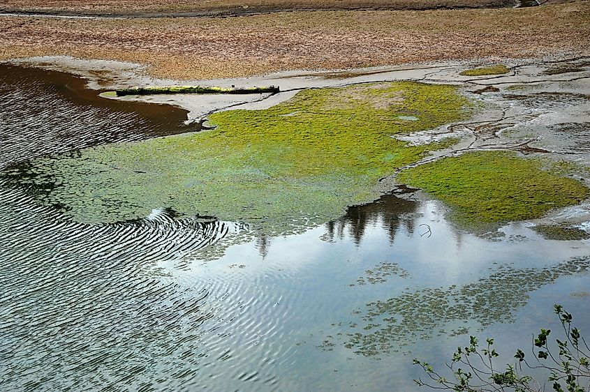 Algae in the shallows of a lake.