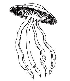 Stygiomedusa gigantea, a rare deep-sea jellyfish with a bell-shaped body and long, paddle-like arms.