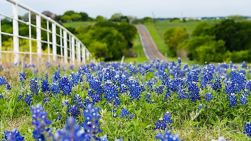 Bluebonnets growing in Texas