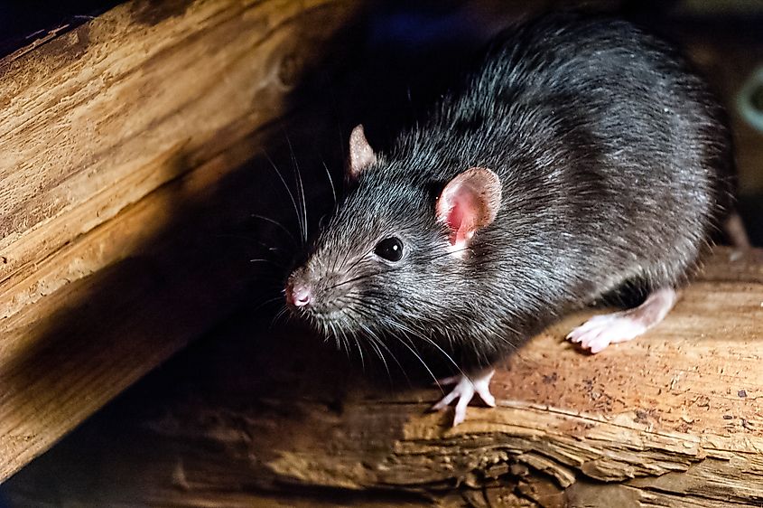 Close up of a black rat.