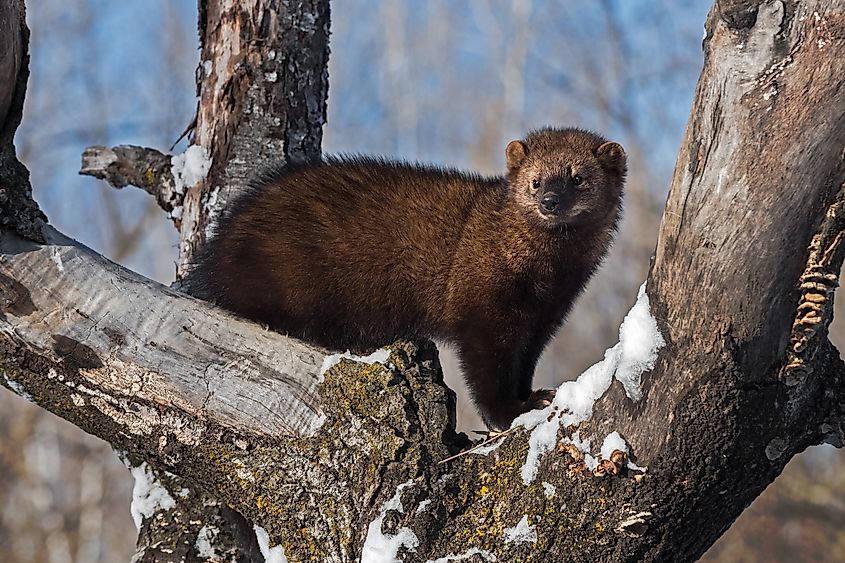 Fisher (Martes pennanti) Stands Up Tall In Tree Winter.