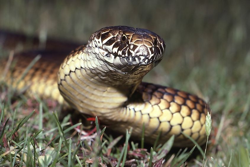 Australian Highlands Copperhead Snake hunting