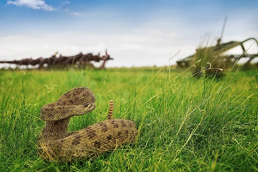 Rattlesnake on guard.
