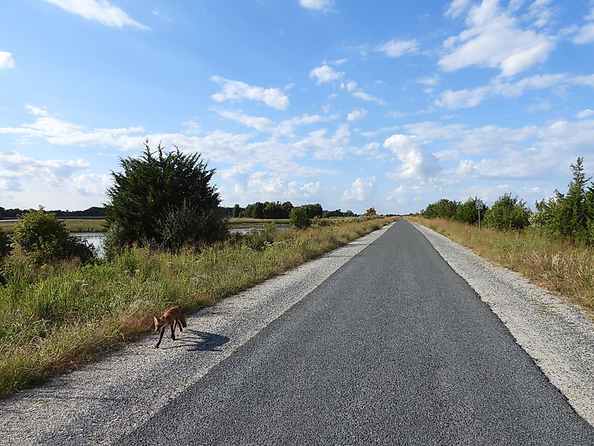 a red fox making its way along the wildlife drive, within the Bombay Hook National Wildlife Refuge, Kent County, Delaware