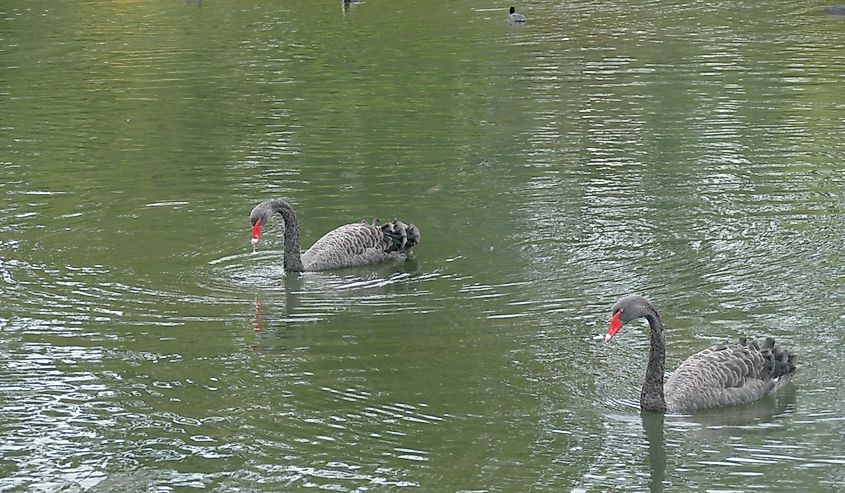 Black swans in the pond of the Tasmanian Arboretum