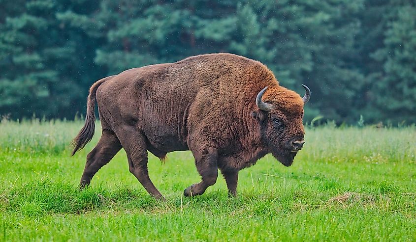 European bison bull from the Białowieża Forest region.