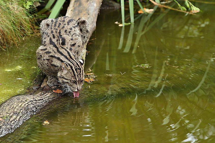 A fishing cat. Image credit: PhotocechCZ/Shutterstock.com