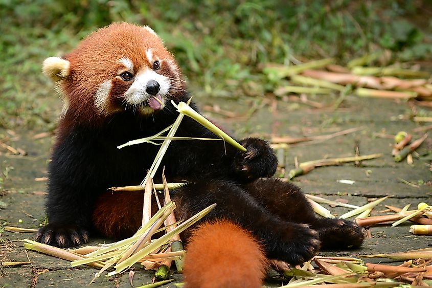 Top 109 Which Animals Eat Bamboo Lestwinsonline