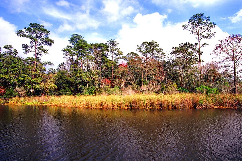 Weeks Bay National Estuarine Research Reserve near Magnolia Springs, Alabama.