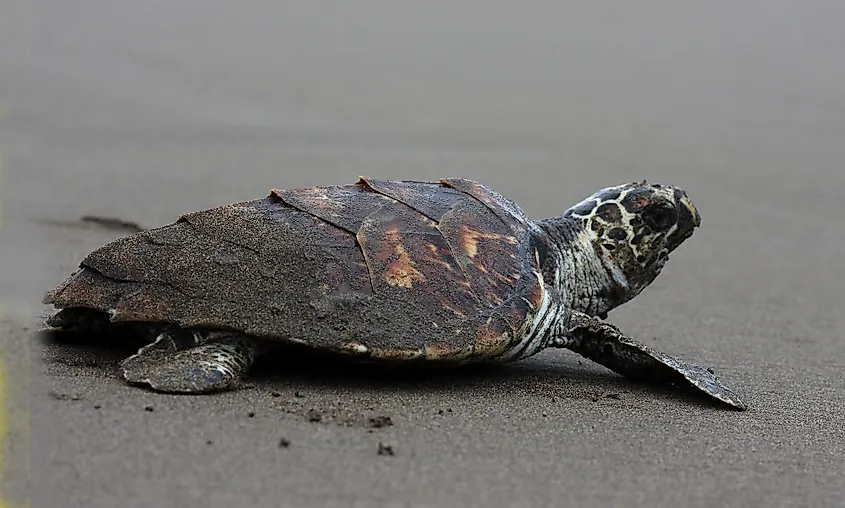 Kemp's ridley sea turtle, also called the Atlantic ridley sea turtle, is the rarest species of sea turtle and is the world's most endangered species of sea turtle.