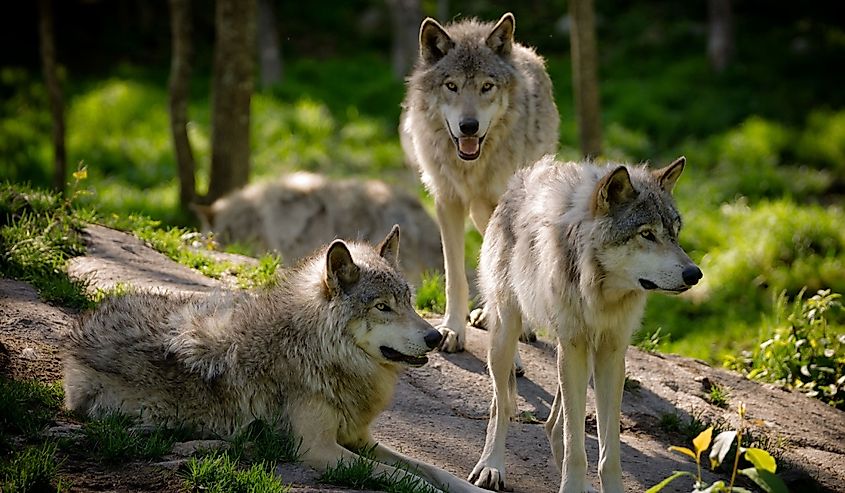 A small pack of three Eastern timber wolves gather on a rocky slope in the North American wilderness.