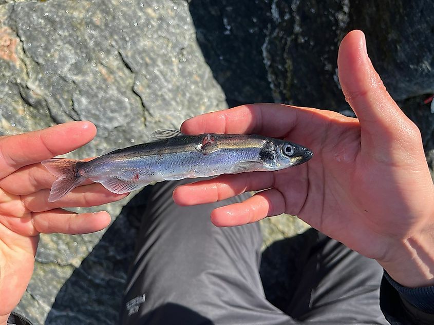 Capelin, Mallotus villosus, Qaasuitsup, Greenland
