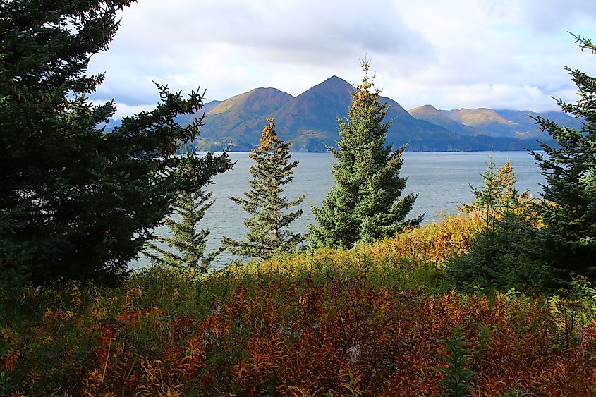 Landscape of Fort Abercrombie State Historic Park on Kodiak Island.