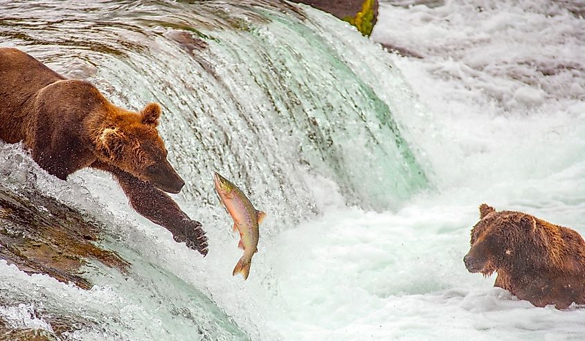 Grizzly bears fishing for salmon at Brooks Falls, Katmai NP, Alaska