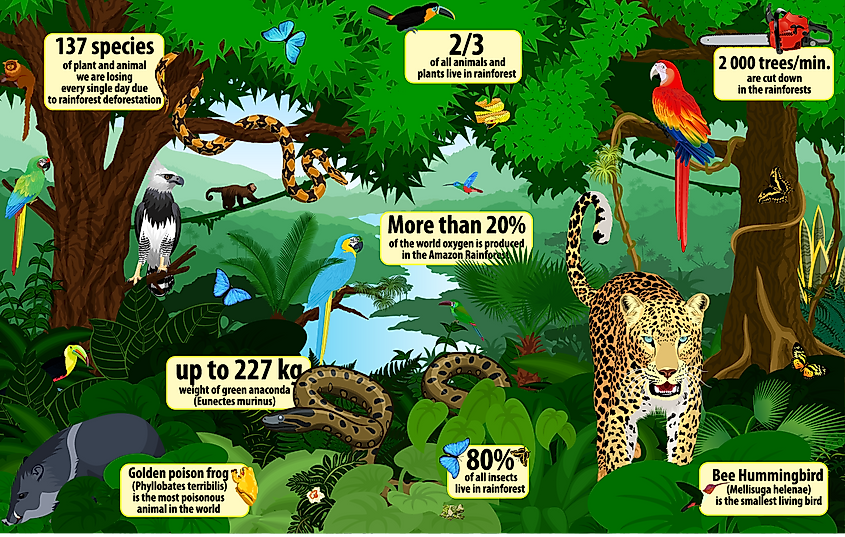 Top 185 + Different types of animals in the rainforest ...