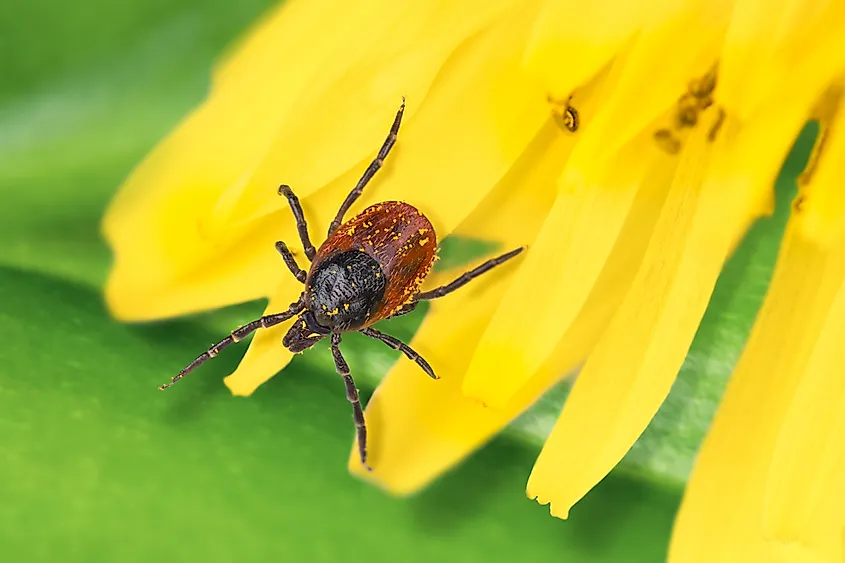 Deer tick on a detail of dandelion flower.