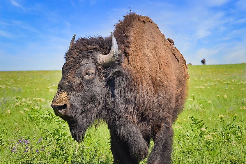 An American Bison roams the prairie at Joseph H. Williams Tallgrass Prairie Preserve, Oklahoma.