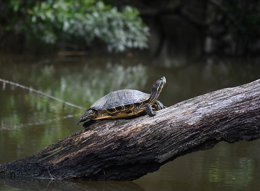 A turtle resting on a log of wood in the Barataria Preserve.