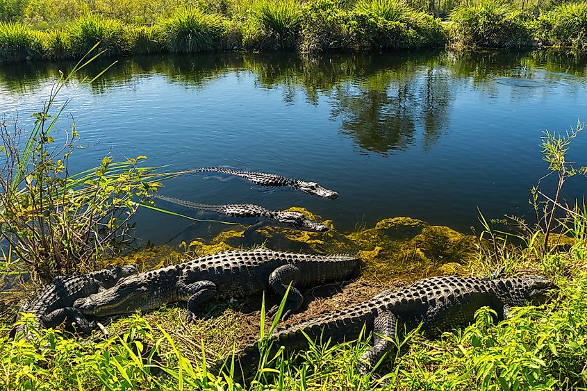 Alligators basking in the sun in the Florida Everglades.