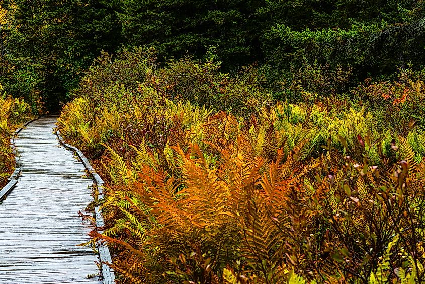 Cranberry Glades Botanical Area, Monongahela National Forest, West Virginia.
