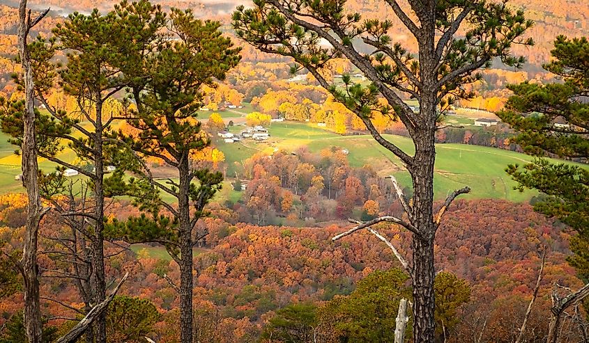 Autumn view through the pines from Little Pinnacle at Pilot Mountain State Park in Pinnacle, North Carolina.